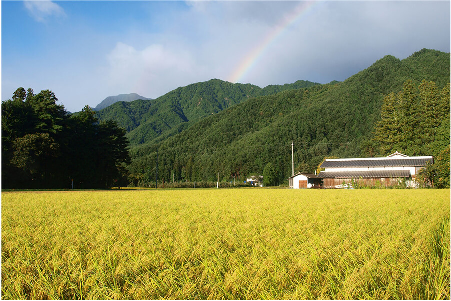 田んぼ
